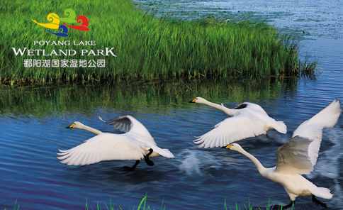 鄱陽湖國家濕地公園